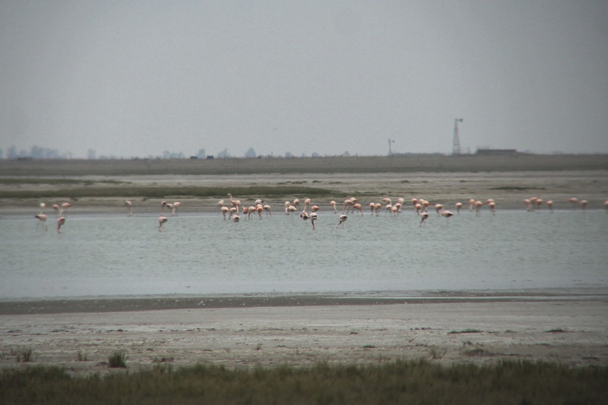 Andean Flamingo - ML350317001