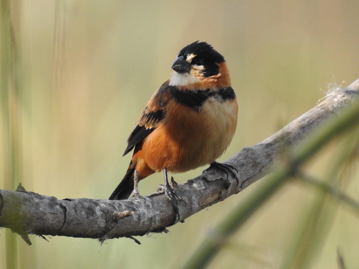 Rusty-collared Seedeater - ML350317581