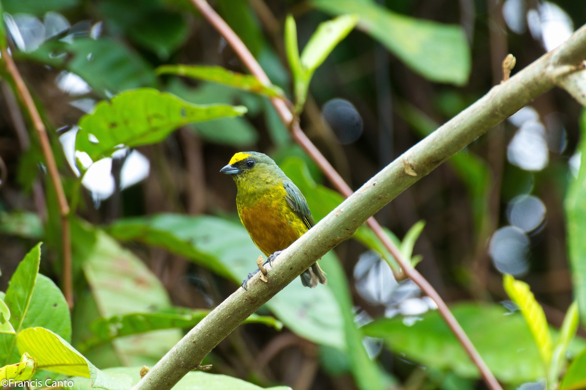 Olive-backed Euphonia - Francis Canto Jr