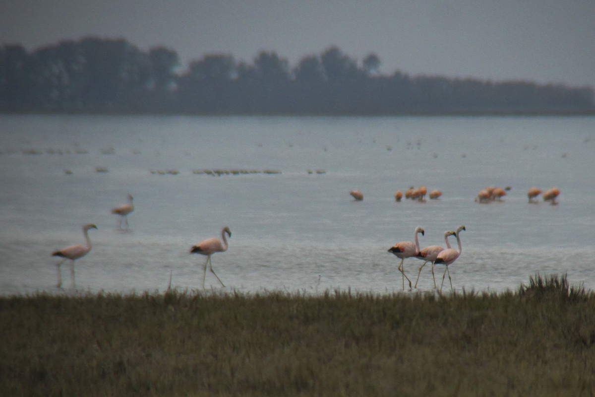 Andean Flamingo - ML350318561