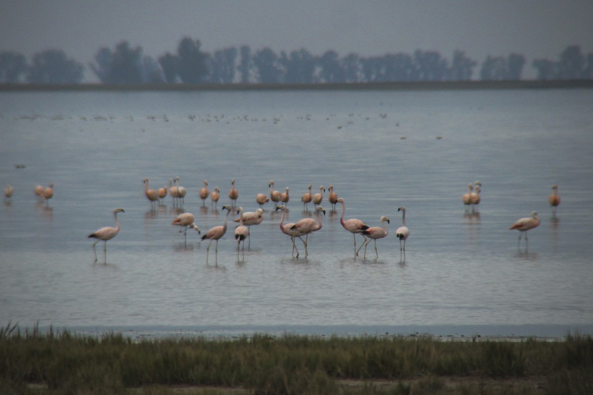 Andean Flamingo - ML350318821