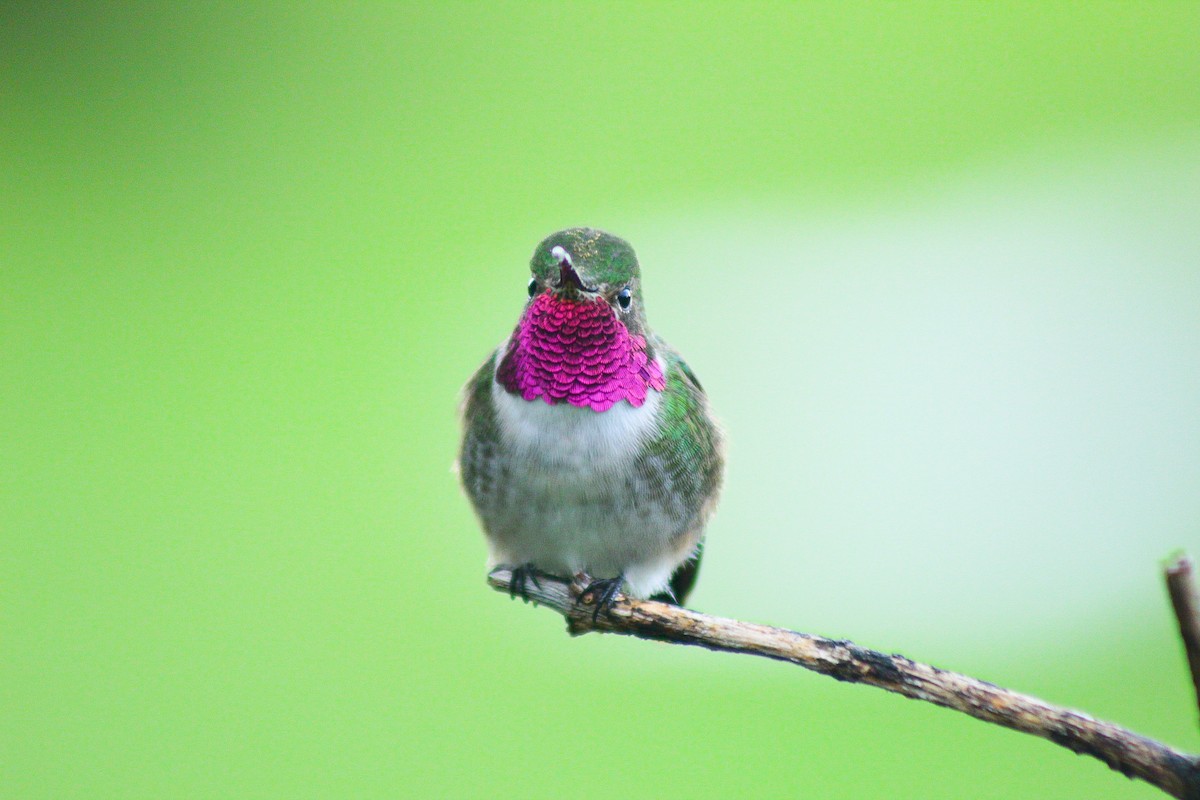 Broad-tailed Hummingbird - ML350319071