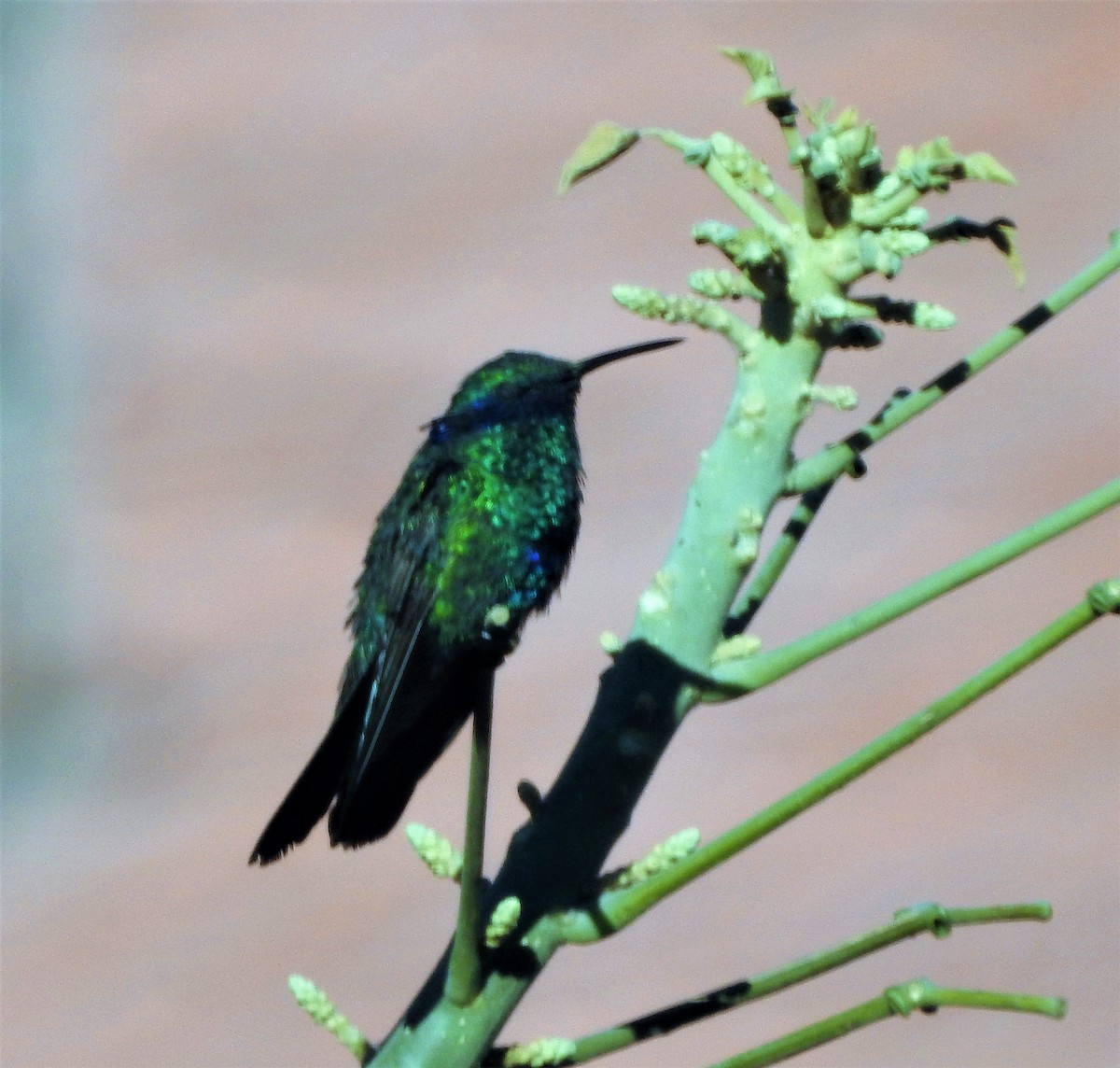 kolibřík modrolící - ML350321601
