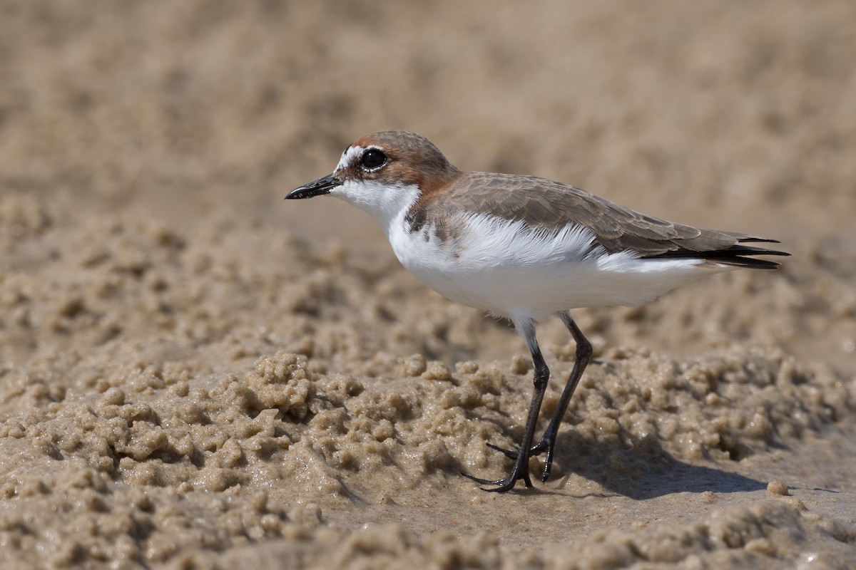 Red-capped Plover - ML350322851
