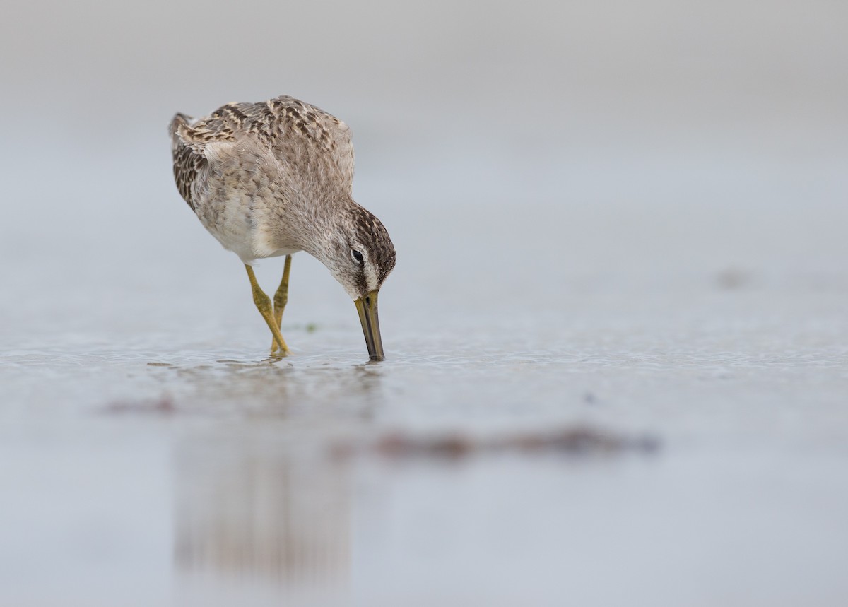Short-billed Dowitcher - Andy Johnson