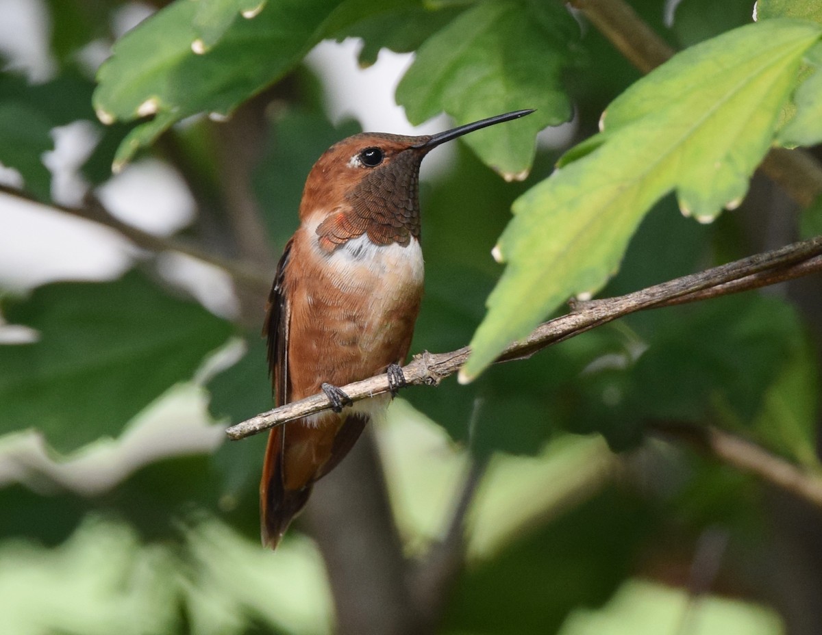 Rufous Hummingbird - ML35032411