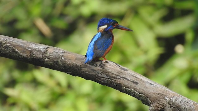 Blue-eared Kingfisher - ML350331841