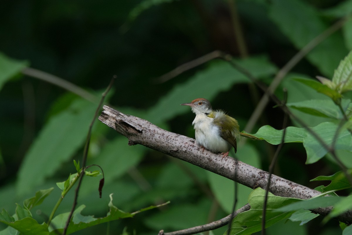 Common Tailorbird - Aniketa Kabir