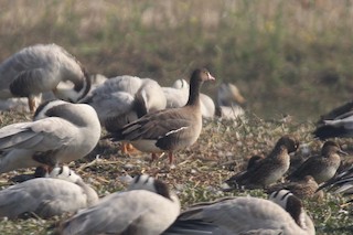 Lesser White-fronted Goose, ML350335021