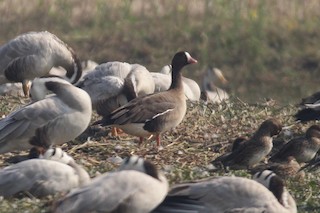 Lesser White-fronted Goose, ML350335151