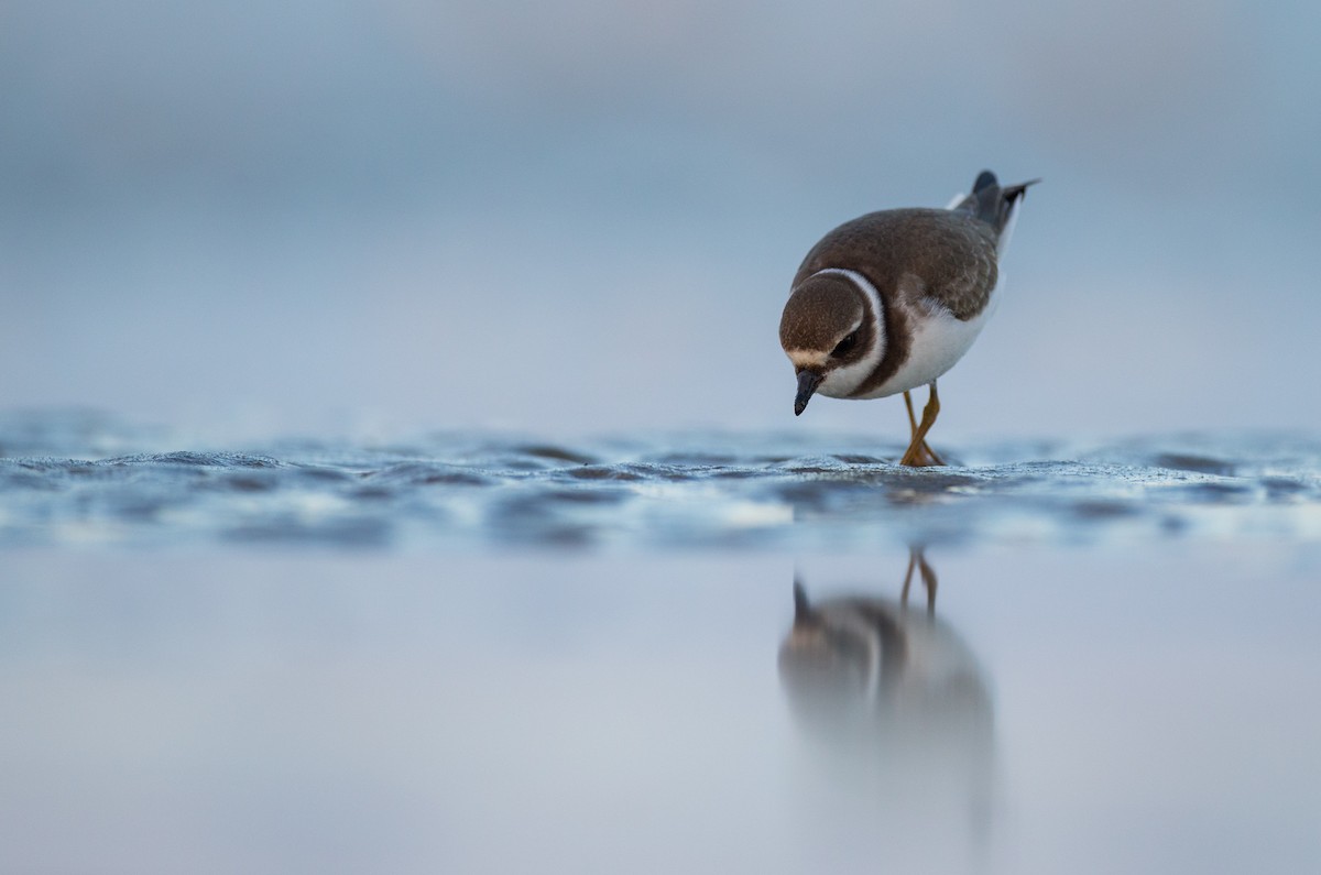 Semipalmated Plover - ML35034091