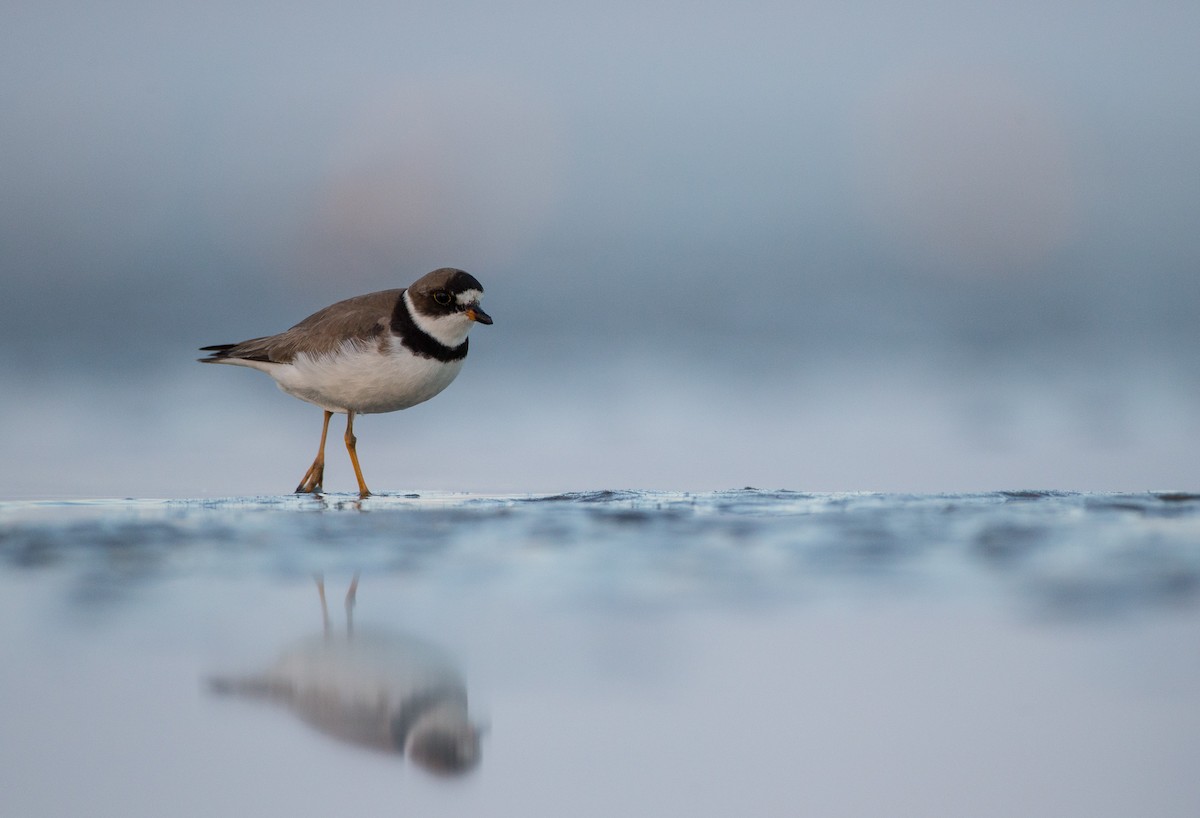 Semipalmated Plover - ML35034111