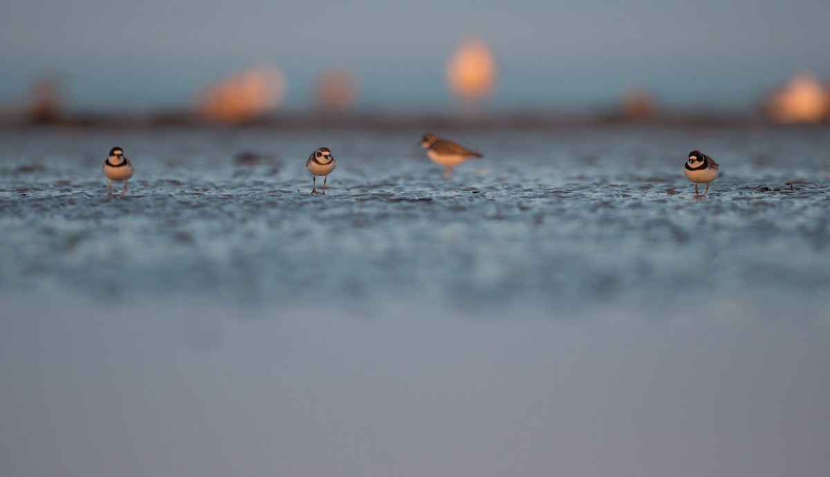 Semipalmated Plover - ML35034131