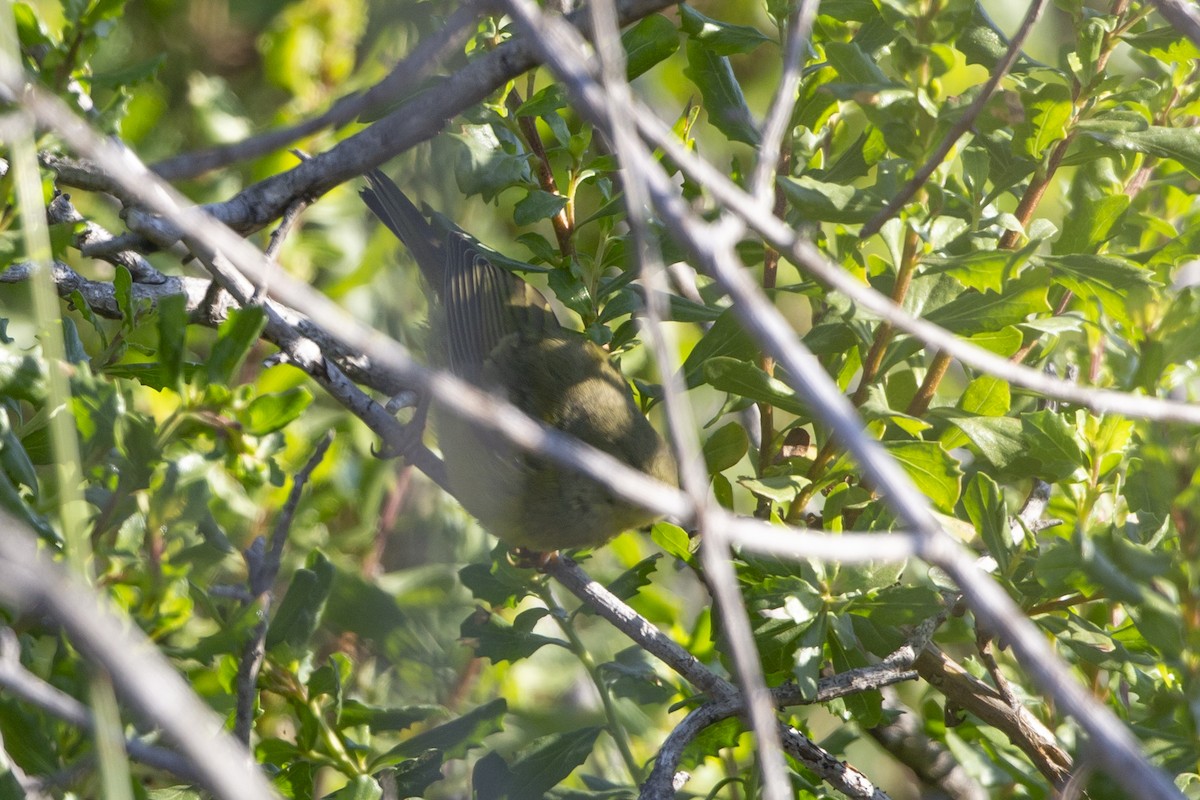 Orange-crowned Warbler - ML350341711