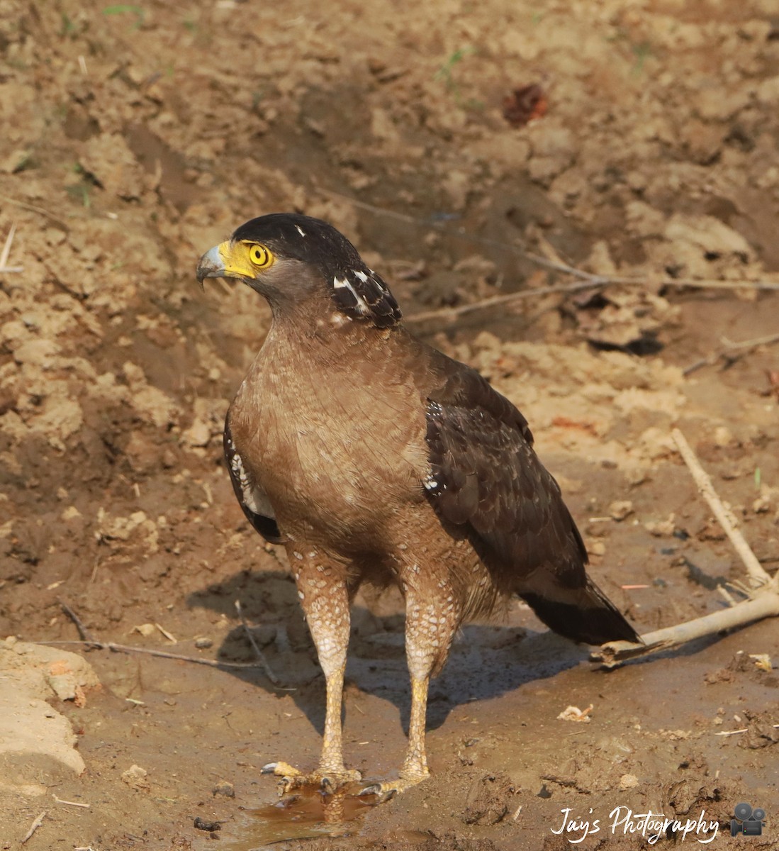 Crested Serpent-Eagle - ML350341741