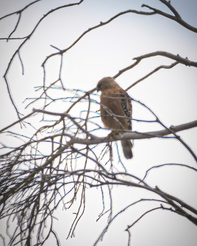 Red-shouldered Hawk - James Kendall