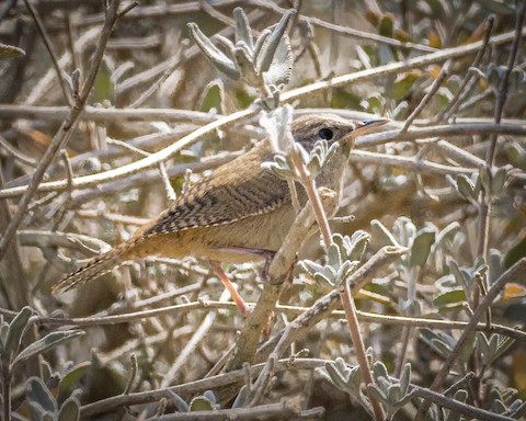 House Wren - James Kendall