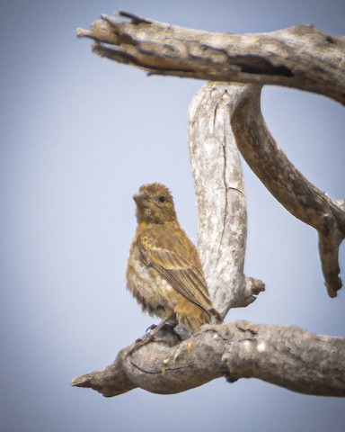 House Finch - James Kendall