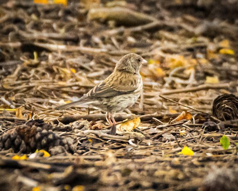 Dark-eyed Junco - James Kendall