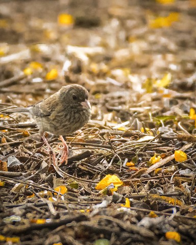 Dark-eyed Junco - James Kendall