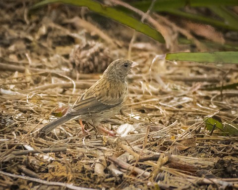 Dark-eyed Junco - James Kendall