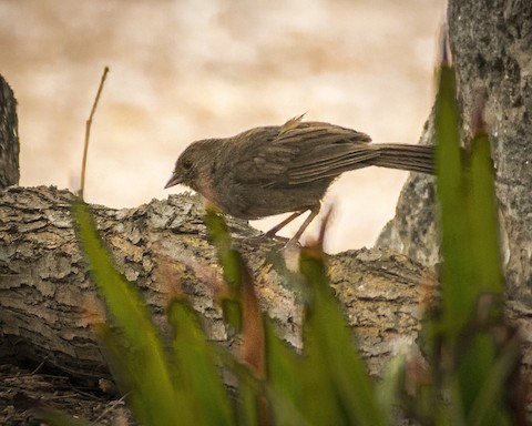 California Towhee - James Kendall