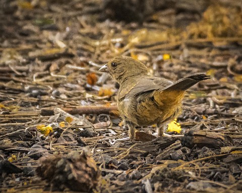 California Towhee - James Kendall