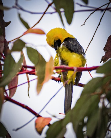 Hooded Oriole - James Kendall