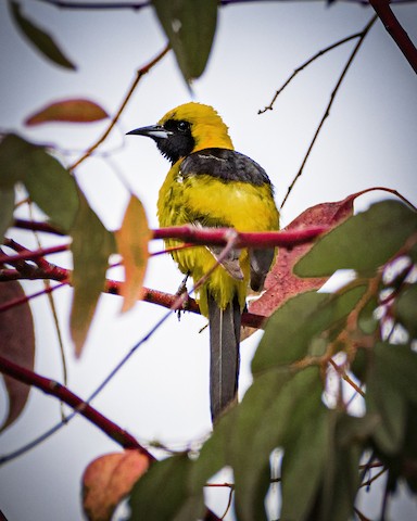 Hooded Oriole - James Kendall