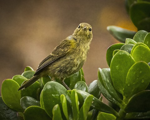 Orange-crowned Warbler - James Kendall