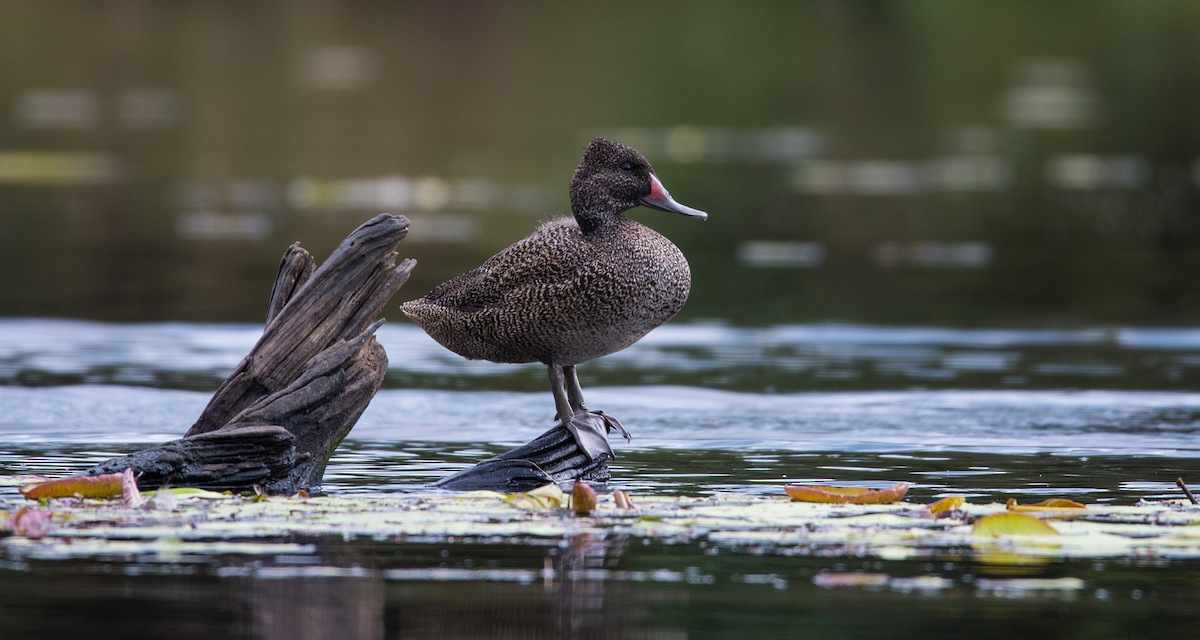 Freckled Duck - ML350345091
