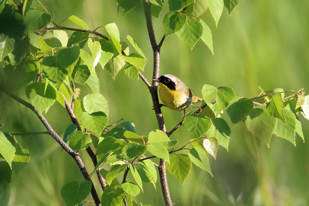 Common Yellowthroat - Seth Beaudreault