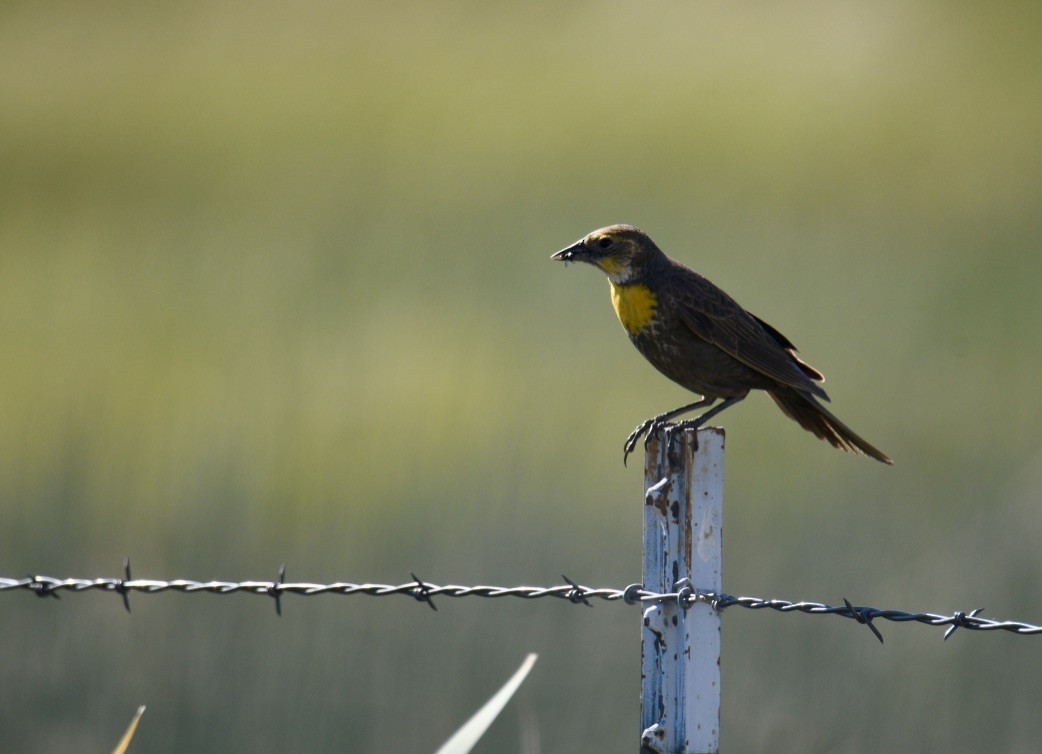 Yellow-headed Blackbird - ML350350421