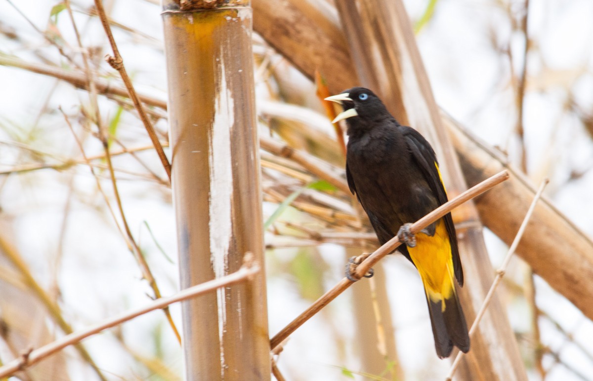 Yellow-rumped Cacique - ML35035481