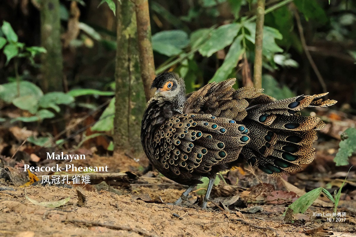 Malayan Peacock-Pheasant - ML350361241