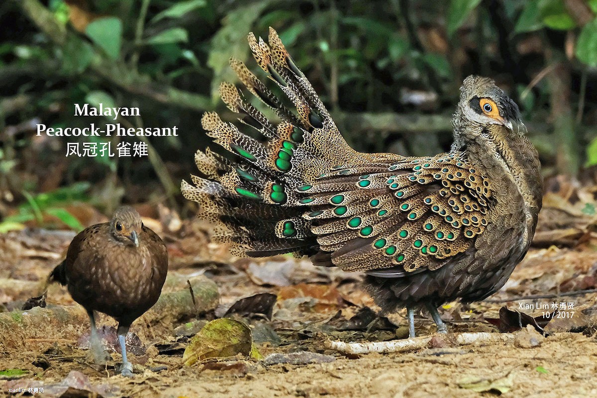 Malayan Peacock-Pheasant - ML350361251