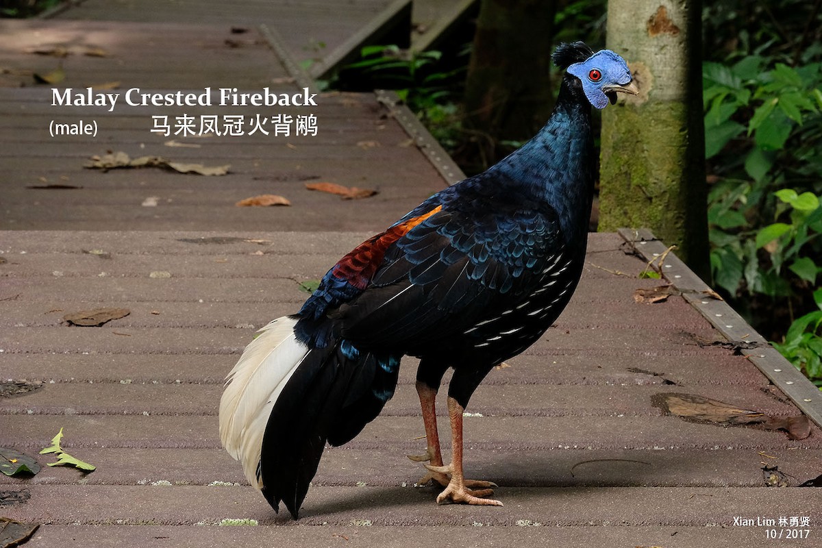 Malayan Crested Fireback - Lim Ying Hien