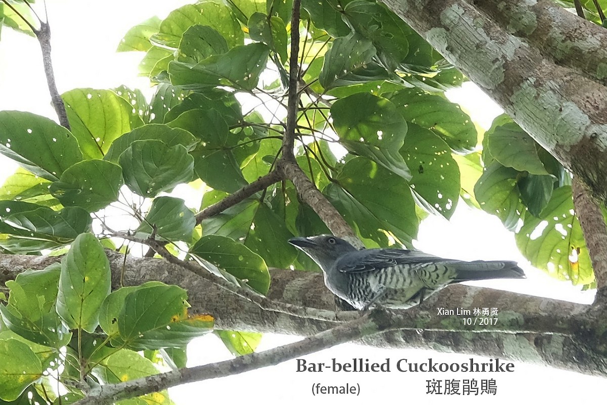 Bar-bellied Cuckooshrike - Lim Ying Hien