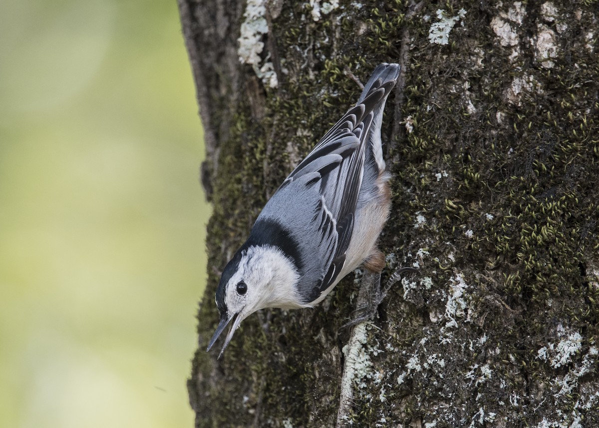 White-breasted Nuthatch - ML35037061