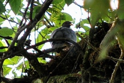 Band-tailed Pigeon - ML35037741