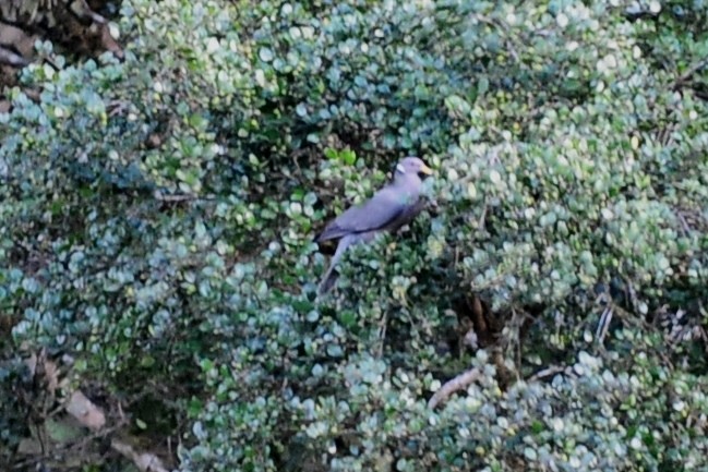 Band-tailed Pigeon - John Doty