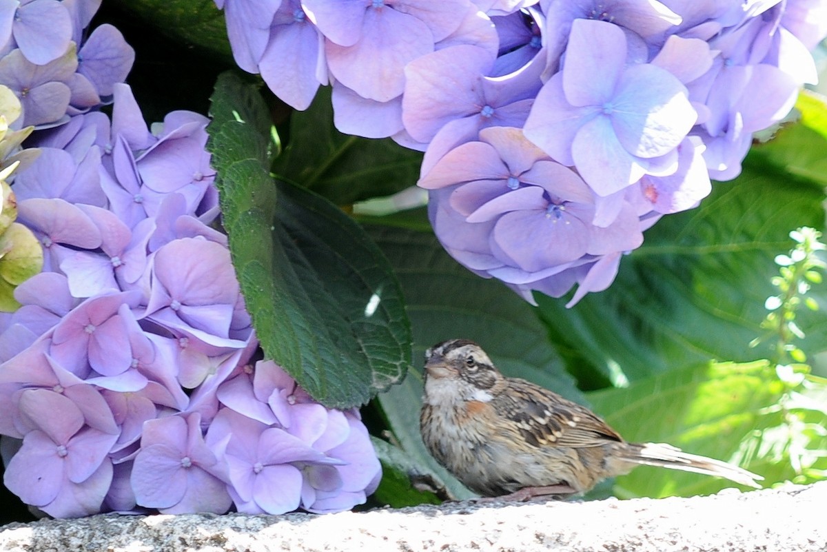 Rufous-collared Sparrow - ML35037911