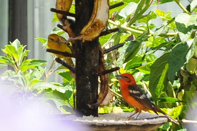 Flame-colored Tanager - ML35038011