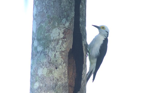 White Woodpecker - ML350381821