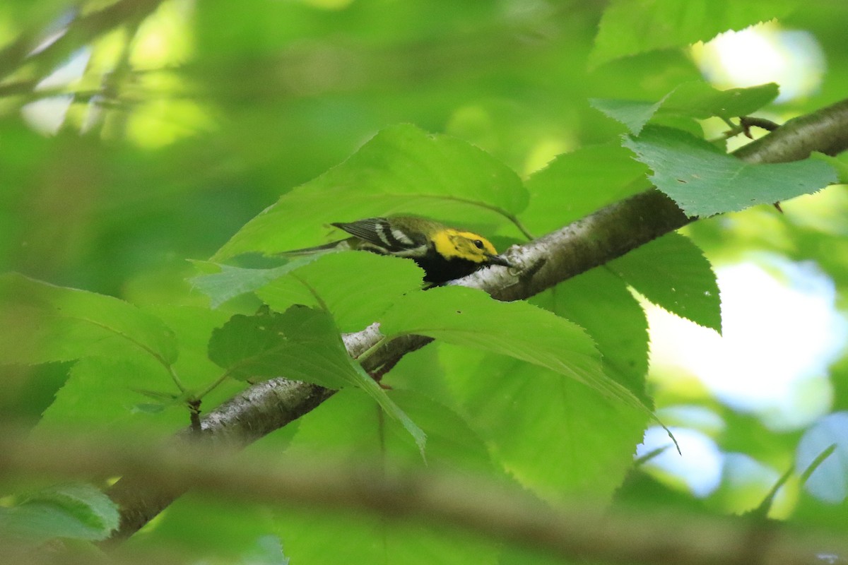 Black-throated Green Warbler - Denis Tétreault