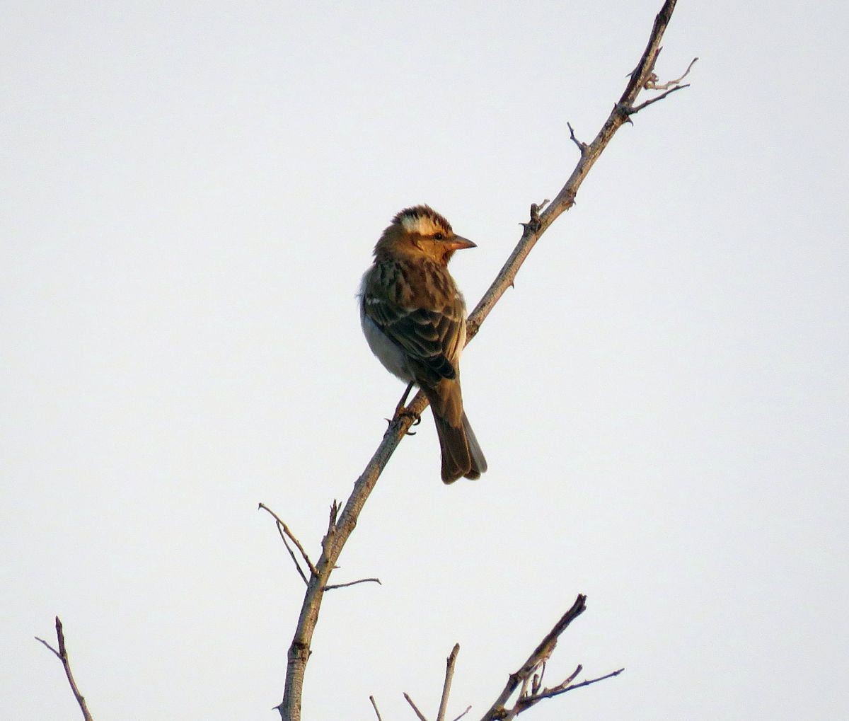 Yellow-throated Bush Sparrow - Chris Butler