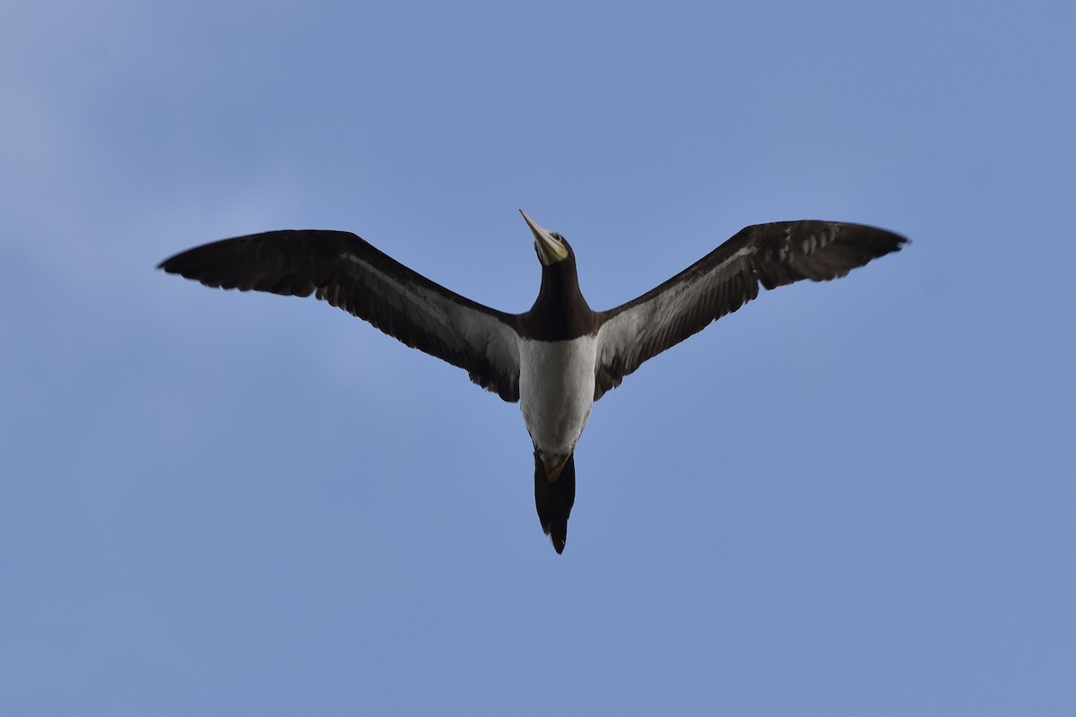 Brown Booby - ML350394211