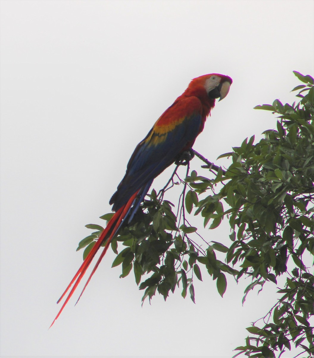 Scarlet Macaw - ML350398201