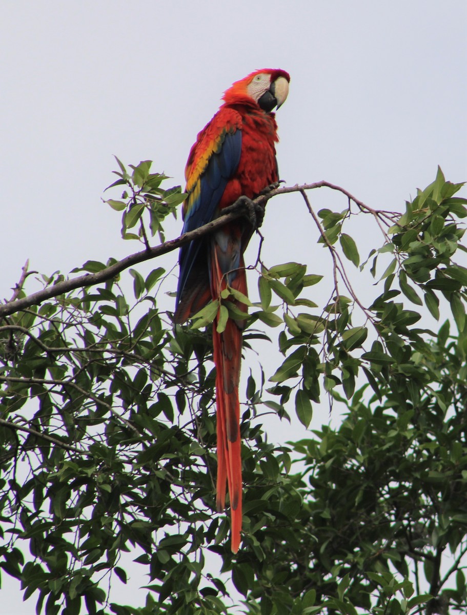 Scarlet Macaw - T L P L
