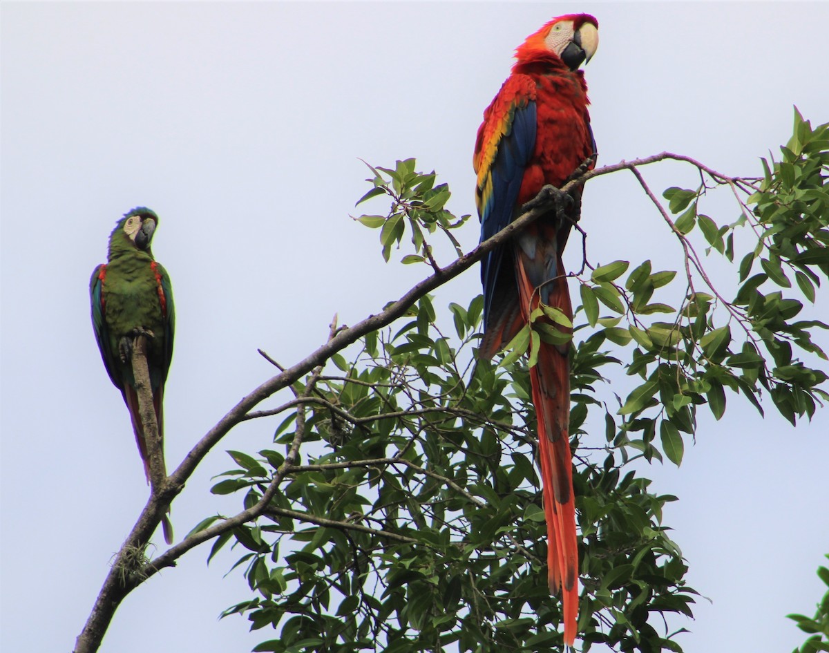 Scarlet Macaw - ML350398341